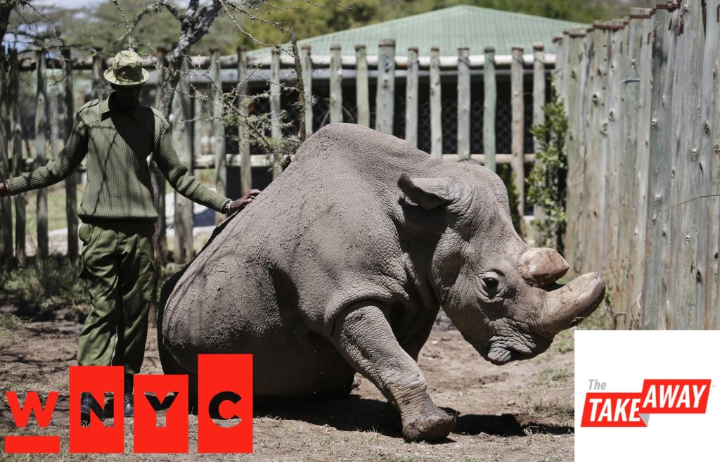 WNYC interview over the death of the last male northern white rhino